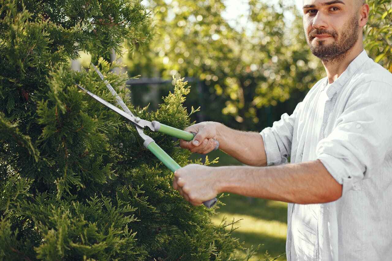 Best Tree Trimming Near Me  in USA